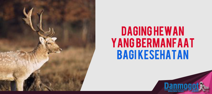 Daging Hewan yang bermanfaat untuk kesehatan